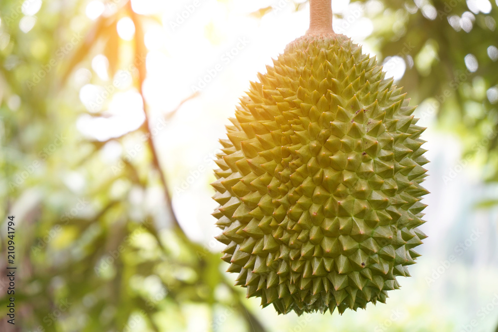 durian farm , musang king in focus durian farm , musang king in focus