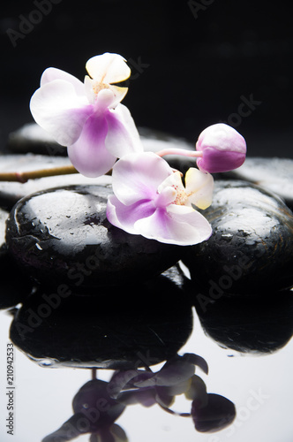 Wet black stones and lying on branch pink orchid