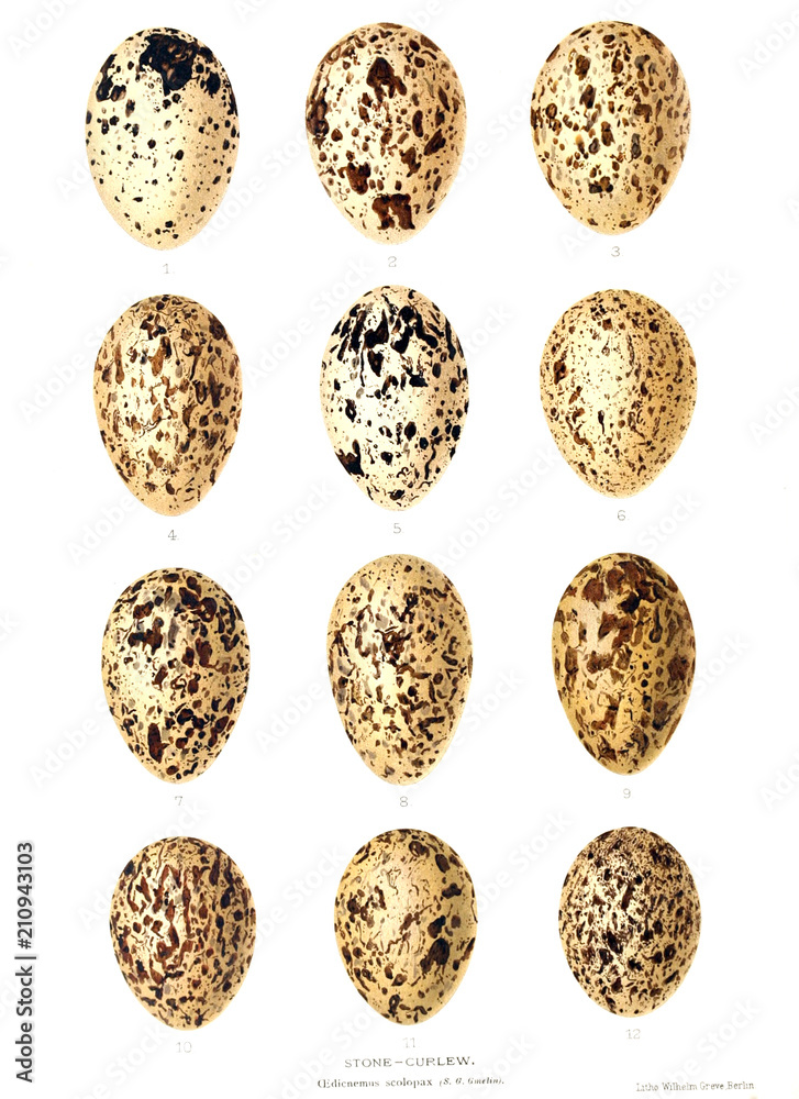 Fototapeta premium Illustration of aggs