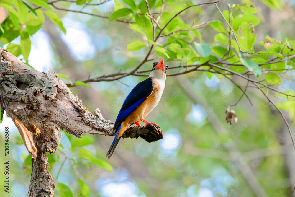 black-capped kingfisher is a tree kingfisher which is widely distributed in tropical Asia from India east to China, Korea and Southeast Asia black-capped kingfisher is a tree kingfisher which is widely distributed in tropical Asia from India east to China, Korea and Southeast Asia