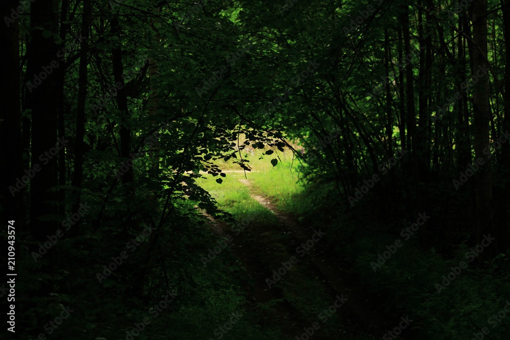 Fototapeta premium The hidden road in the wood. Secret path in the forest.