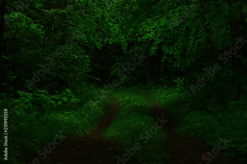 The hidden road in the wood. Secret path in the forest.