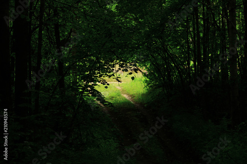 The hidden road in the wood. Secret path in the forest.