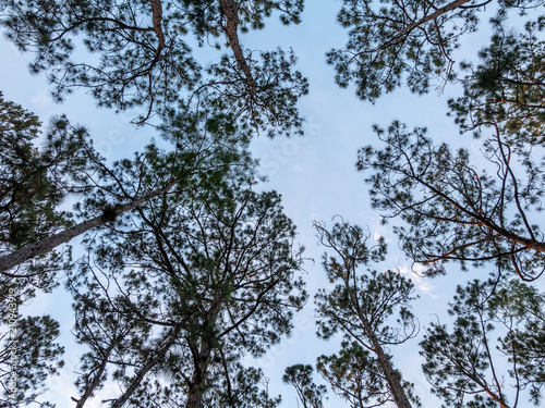 Looking Up to Tall Pine Trees with Clear Skies