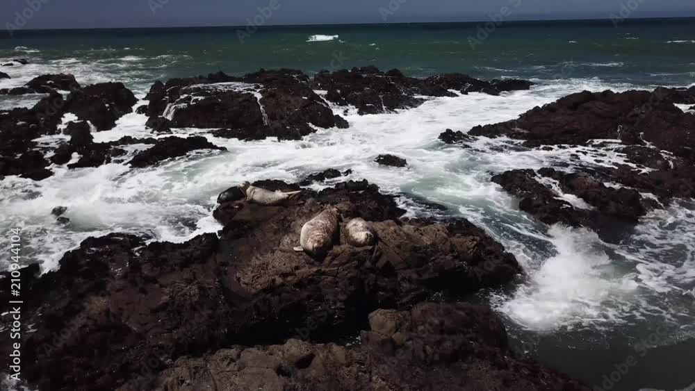 Seals on cliffs in Cambria fly around 1 Seals on cliffs in Cambria fly around 1
