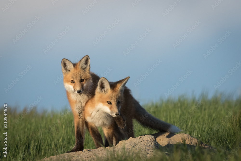 Fototapeta premium Very cute fox pups in an adorable and funny pose.
