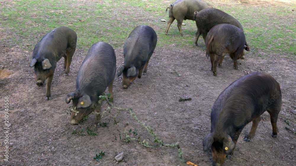 4K, Black Iberian pigs grazing through the oak trees in grassland Extremadura. Spain dehesa landscape. Spanish hogs in field a day of winter. Agricultural farm-Dan 4K, Black Iberian pigs grazing through the oak trees in grassland Extremadura. Spain dehesa landscape. Spanish hogs in field a day of winter. Agricultural farm-Dan