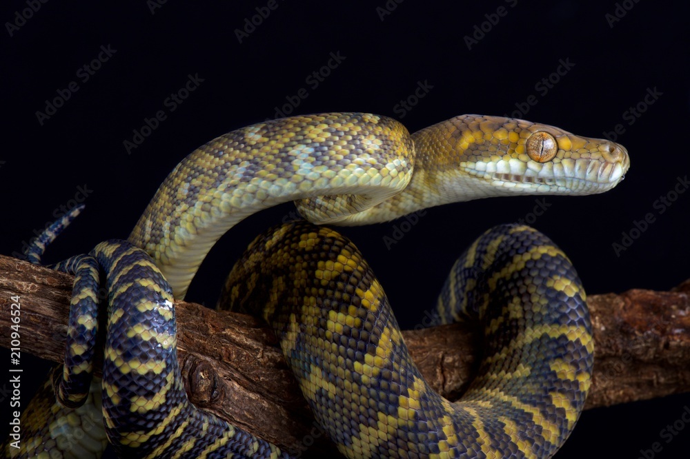 Fototapeta premium Moluccan python (Simalia clastolepis)