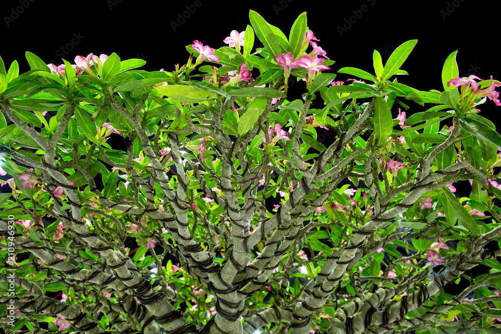 Pink flower bonsai in the garden Pink flower bonsai in the garden