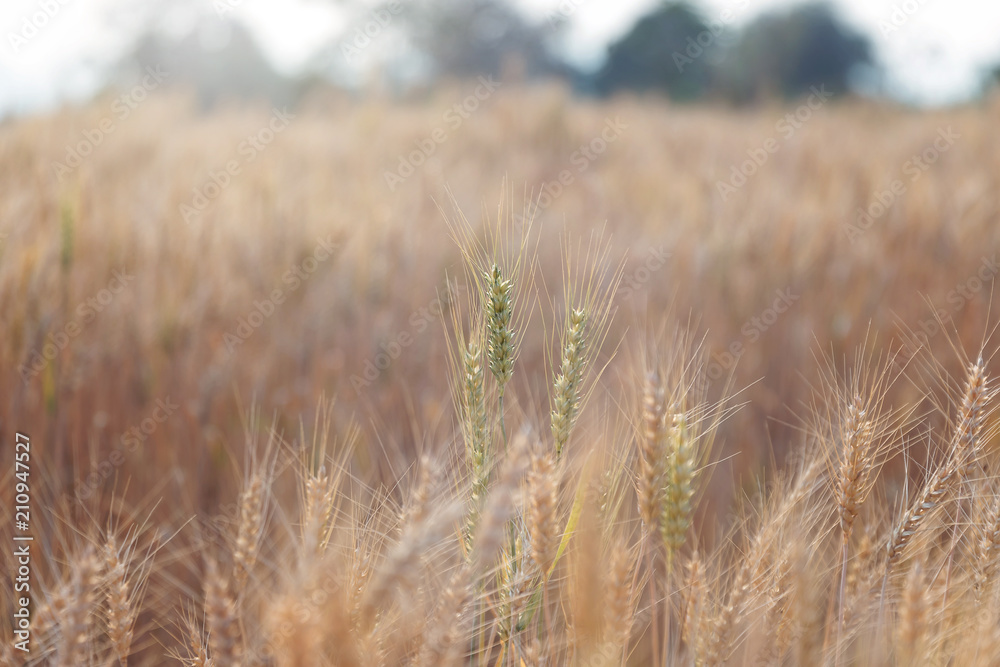Fototapeta premium Beautiful landscape of Barley field in summer at sunset time, Harvest time yellow rice field in Thailand