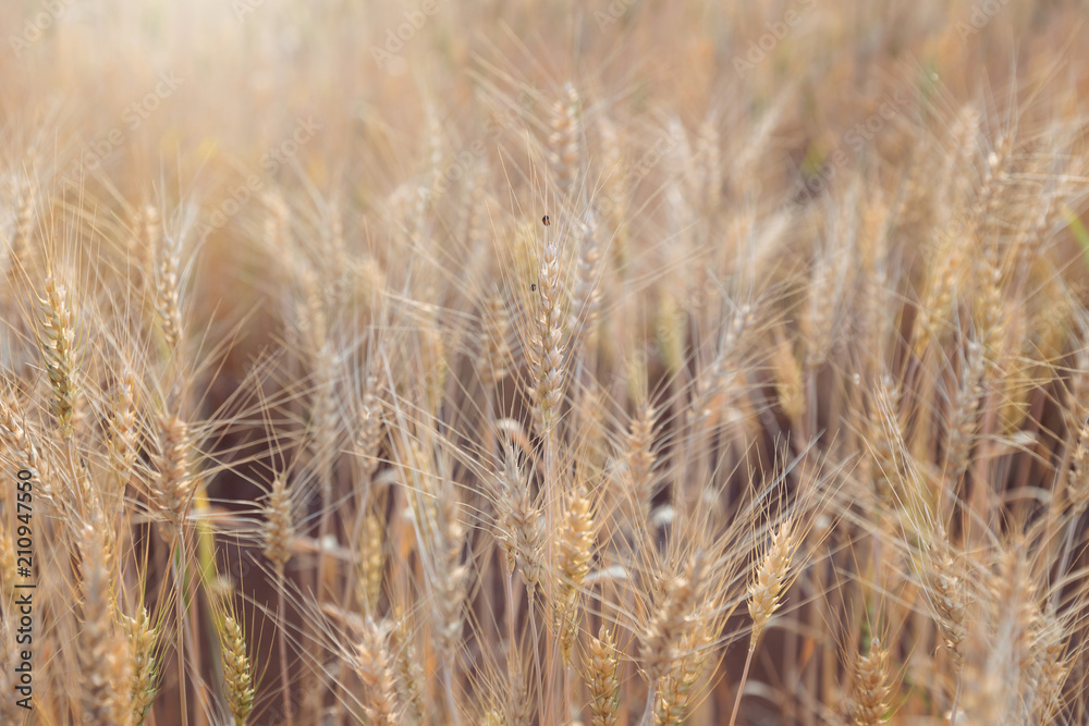 Beautiful landscape of Barley field in summer at sunset time, Harvest time yellow rice field in Thailand Beautiful landscape of Barley field in summer at sunset time, Harvest time yellow rice field in Thailand
