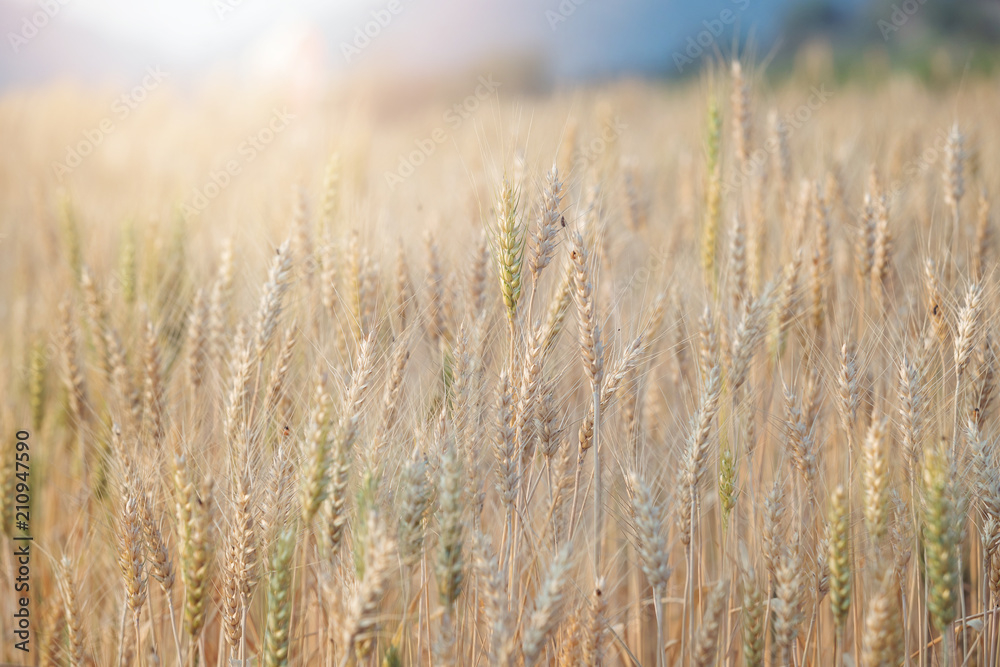 Beautiful landscape of Barley field in summer at sunset time, Harvest time yellow rice field in Thailand Beautiful landscape of Barley field in summer at sunset time, Harvest time yellow rice field in Thailand