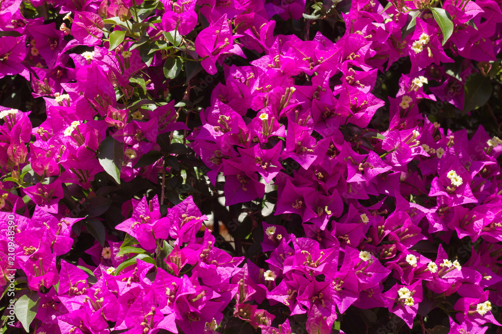 Closeup of Bougainvillea flowers