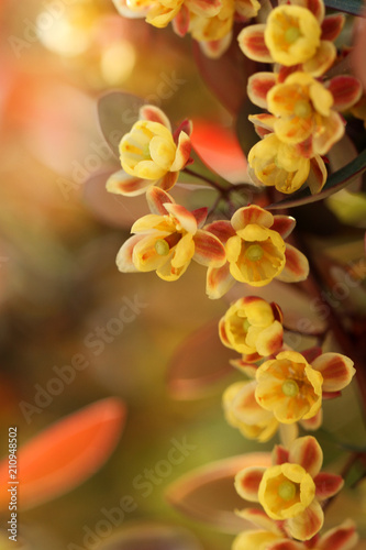 little yellow flowers
