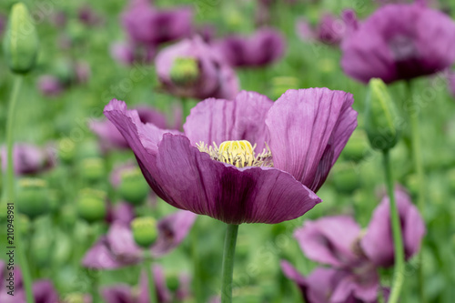 Fototapeta Naklejka Na Ścianę i Meble -  Purple poppy blossoms in a field. (Papaver somniferum). Poppies, agricultural crop.