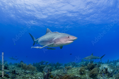 Tiger Shark swimming above the reef with other sharks in blue water