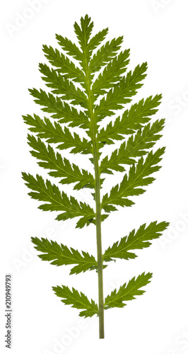 Isolated composite leaf on white background