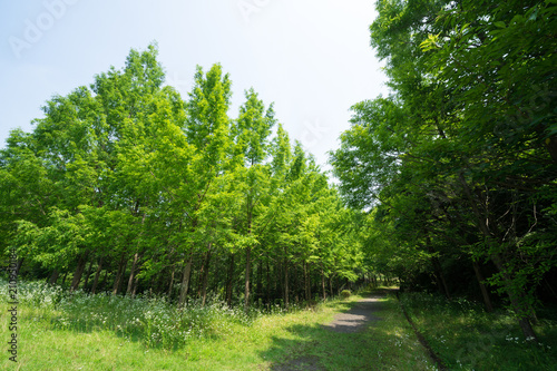 メタセコイアの森 香川県