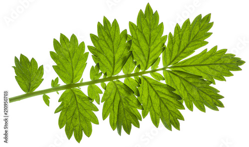 Isolated composite leaf on white background