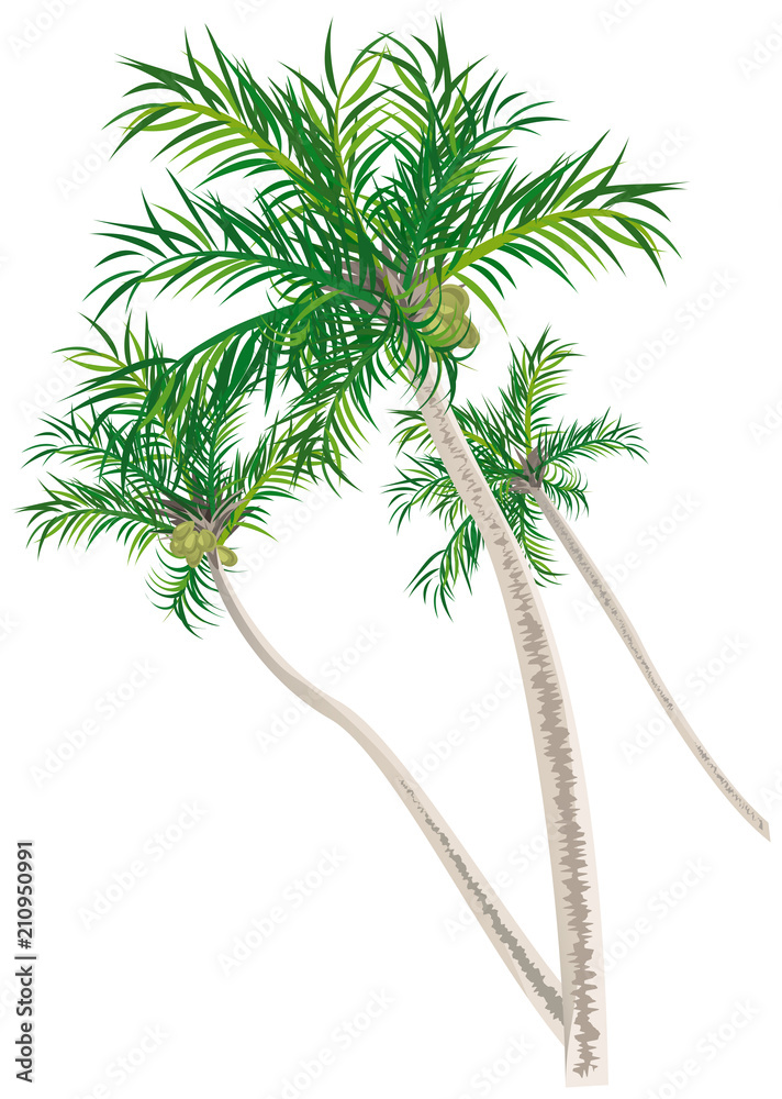 ヤシの木イメージイラスト Stock Vector Adobe Stock