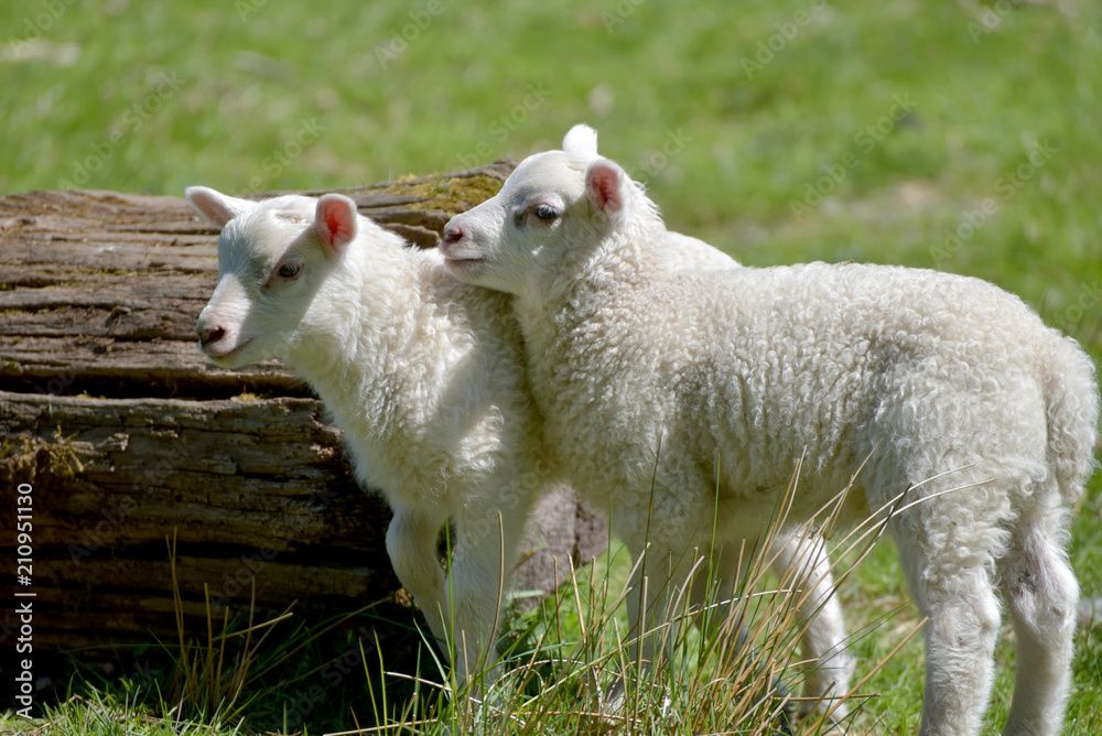 Obraz premium Lamb near Keswick on Derwentwater in Lake District