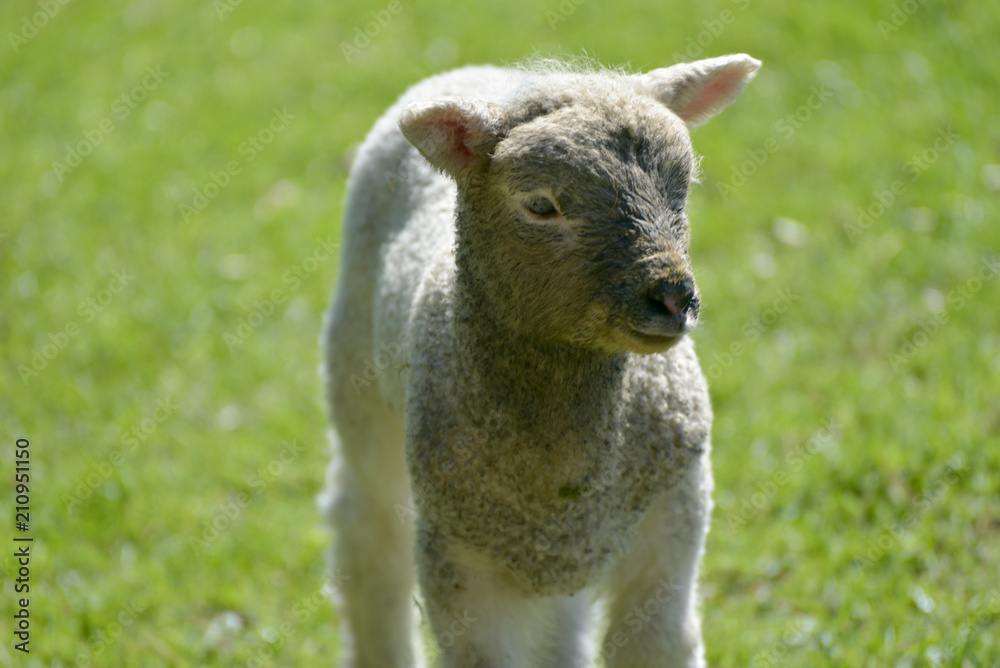 Fototapeta premium Lamb near Keswick on Derwentwater in Lake District