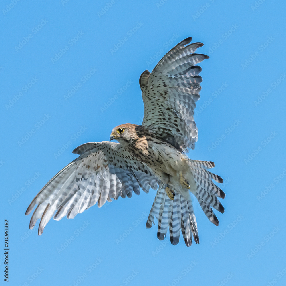 Fototapeta premium Kestrel