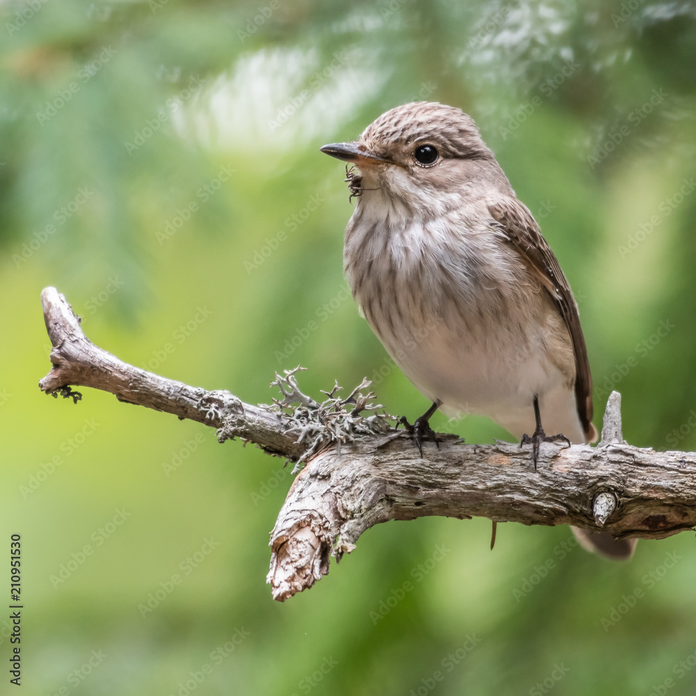Obraz premium Flycatcher