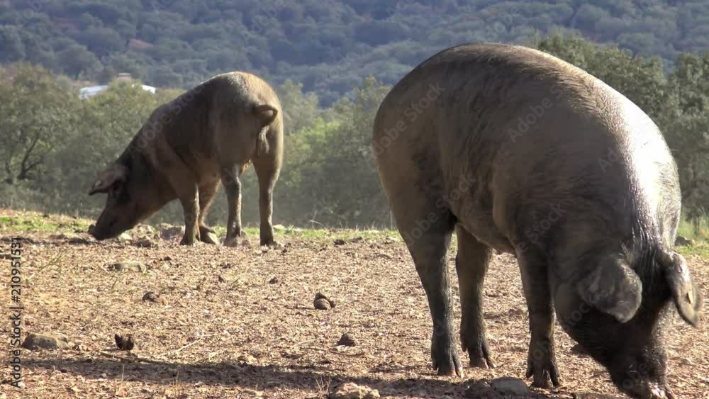 4K, Black Iberian pigs grazing through the oak trees in grassland Extremadura. Spain dehesa landscape. Spanish hogs in field a day of winter. Agricultural farm-Dan 4K, Black Iberian pigs grazing through the oak trees in grassland Extremadura. Spain dehesa landscape. Spanish hogs in field a day of winter. Agricultural farm-Dan