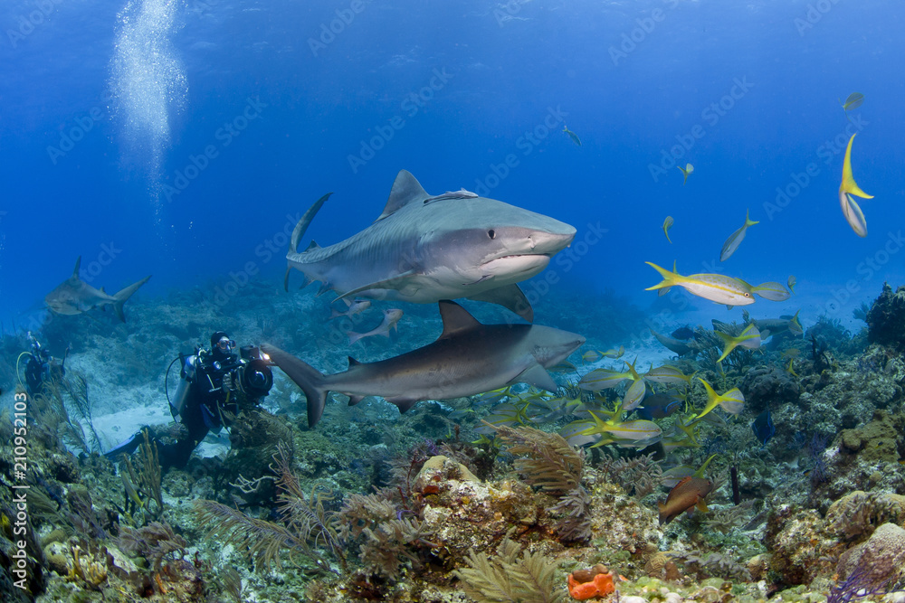 Fototapeta premium Tiger Shark with videographer / photographer and caribbean reef sharks