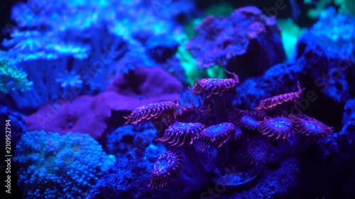 utter chaos zoa corals  photo