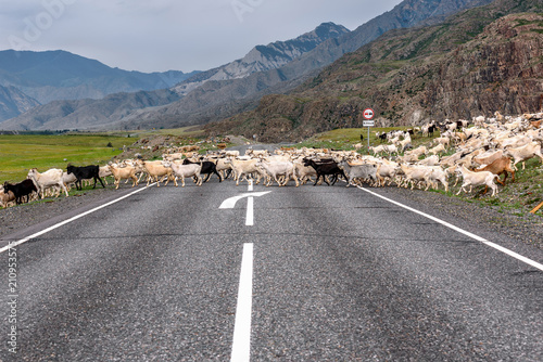 goat herd road mountains asphalt cloudy
