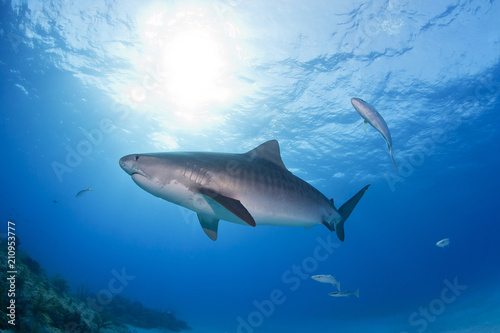 Tiger shark from the side in clear blue water with sun in the background