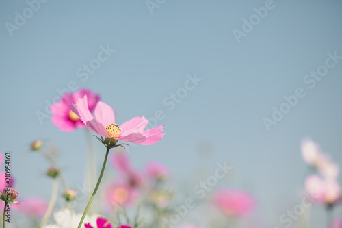 Cosmos pink flowers close up in field background vintage style © Oran Tantapakul