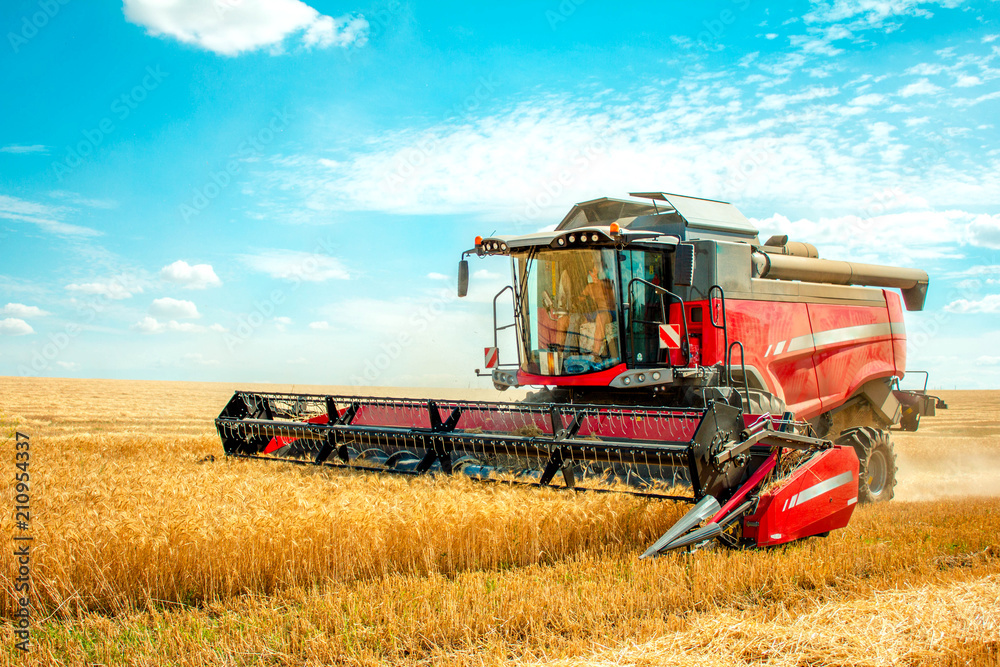 Fototapeta premium harvester harvests wheat on field, and blue sky