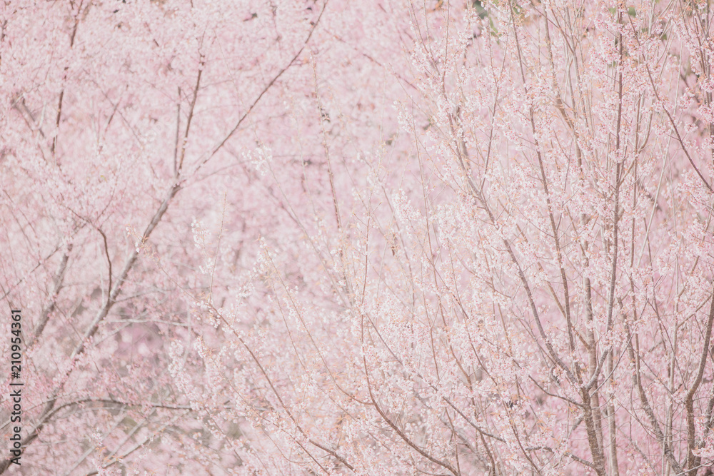Cherry blossom flowers , sakura flowers in pink background vintage style