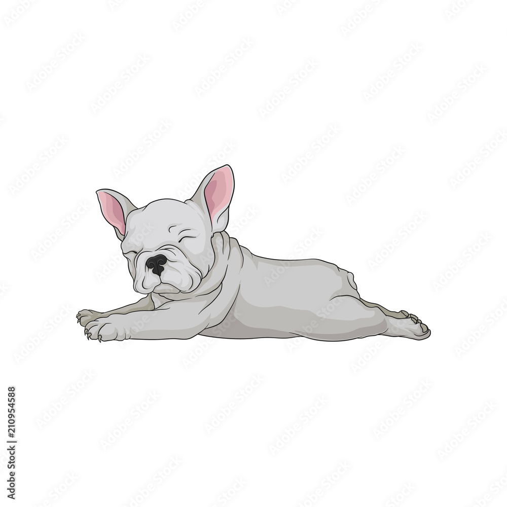 Cartoon vector icon of boston terrier in lying down pose. Sleepy puppy.  Small domestic dog with white smooth coat Stock Vector | Adobe Stock