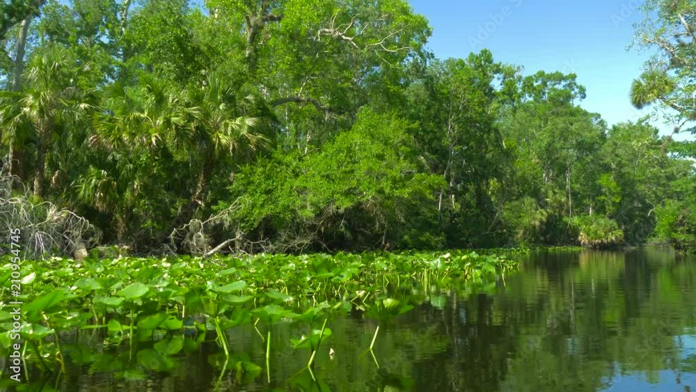 River flows through the rainforest in the jungle. Tropical Rainforest Landscape. Tropical river with forest on the banks. Tropical river, jungle. Camera moves above the surface of the water. 4K. River flows through the rainforest in the jungle. Tropical Rainforest Landscape. Tropical river with forest on the banks. Tropical river, jungle. Camera moves above the surface of the water. 4K.