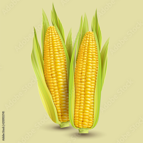 Fresh corncob design element
