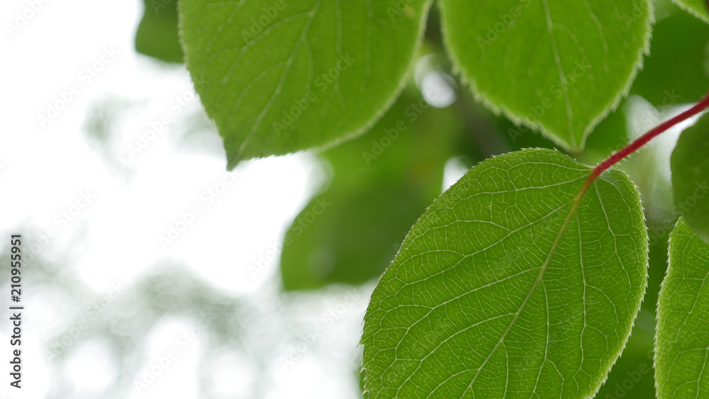 Fototapeta premium 木の葉