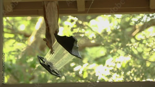 An upside down squirrel tries to deconstruct a bird feeder.