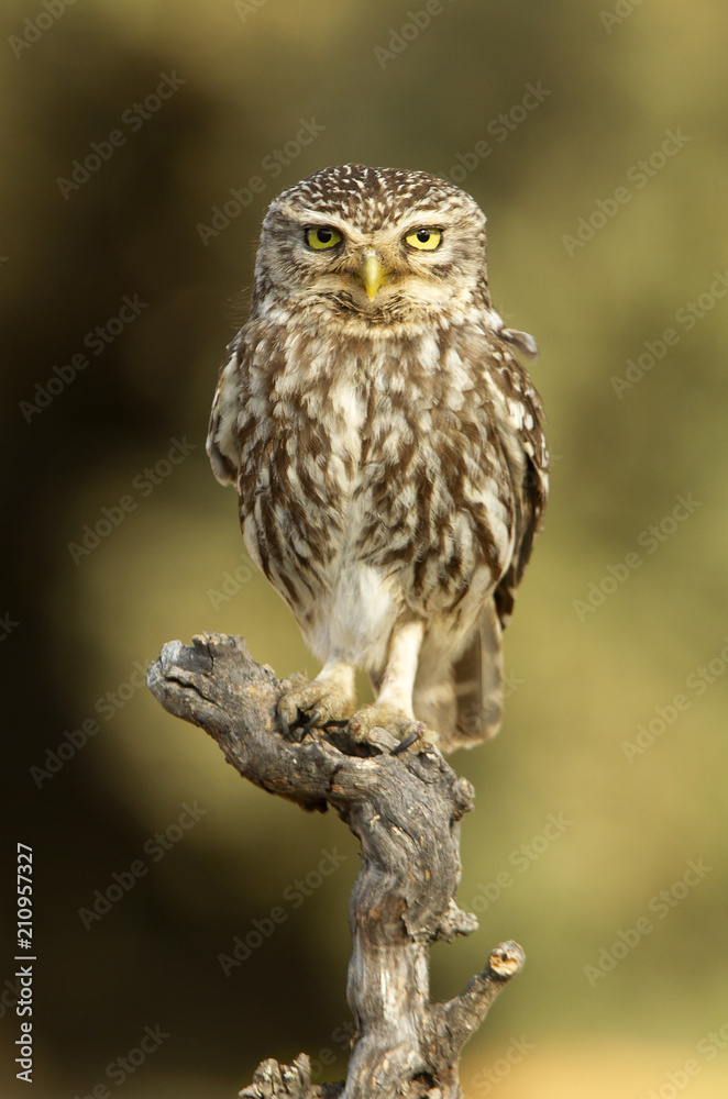 Obraz premium Little owl. Athene noctua