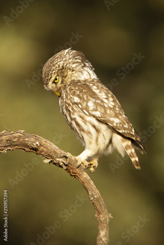 Little owl. Athene noctua