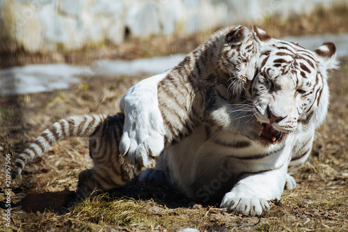 Funny bengal tiger cub playing with his mother