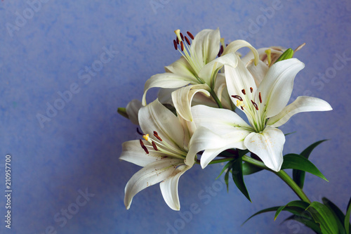 Beautiful white lilies on blue-purple background photo