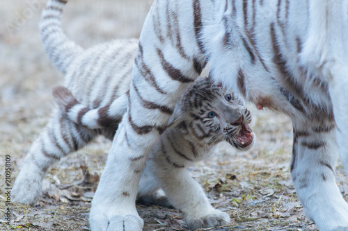 Funny bengal tiger cub playing with his mother