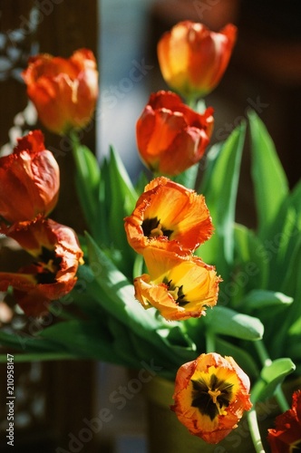 flowers bouquet red amber summer tulips background interior