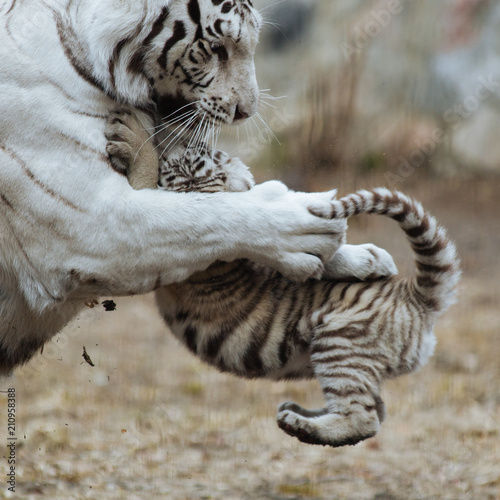 Funny bengal tiger cub playing with his mother