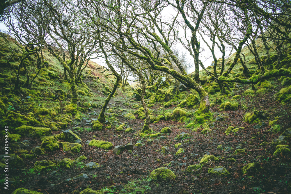 Fototapeta premium Mossy surroundings in Skye, Scotland