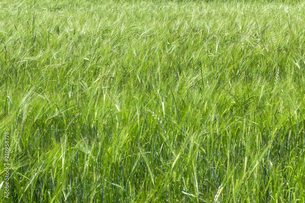 Obraz premium Green wheat field